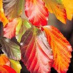 Parrotia persica bomen, Tuin en Terras, Overige soorten, Lente, 250 tot 400 cm, Ophalen