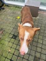 Hond Tekoop, Dieren en Toebehoren, Honden | Niet-rashonden, Particulier, Rabiës (hondsdolheid), 1 tot 2 jaar, Buitenland