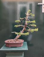 Picea Bonsai, Tuin en Terras, Planten | Bomen, Bloeit niet, Minder dan 100 cm, Volle zon, In pot