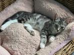 Kittens half abbesijn, Dieren en Toebehoren, Meerdere dieren, Ontwormd