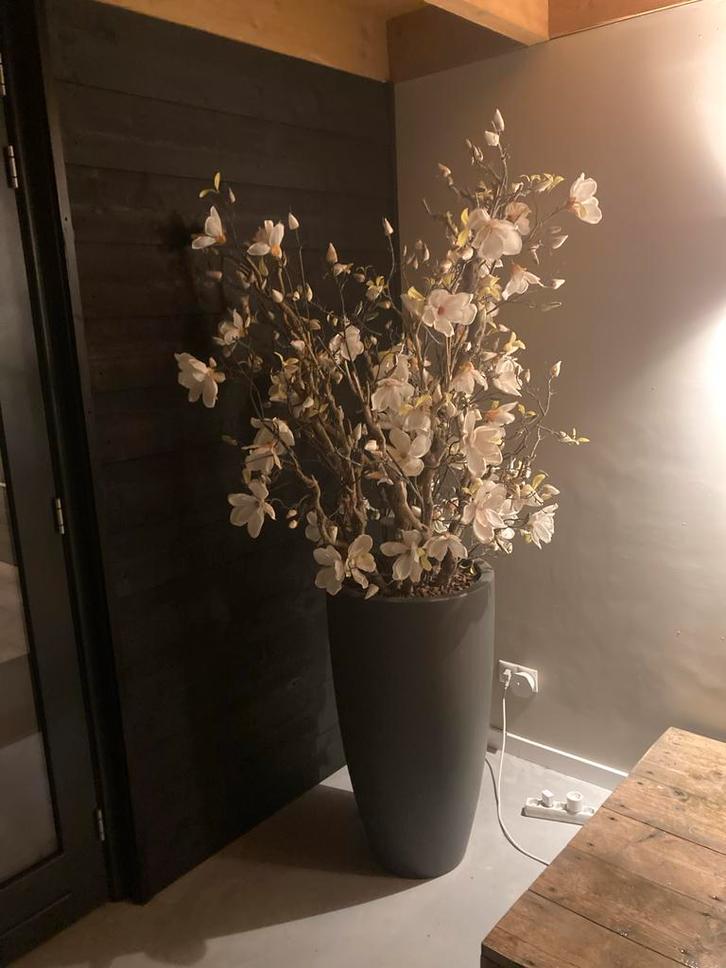 Zijden Magnolia in Antraciet Pot, Huis en Inrichting, Kamerplanten, Overige soorten, Minder dan 100 cm, Bloeiende kamerplant, Volledige schaduw