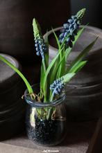 Blauw druifje in glazen potje, Nieuw, Ophalen of Verzenden, Info@jufbrocante.nl, Juf Brocante