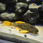 Hypostomus Luteus phase 2, Vis, Zoetwatervis