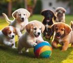 Puppycursus "De goede sta(a)rt" te Ederveen