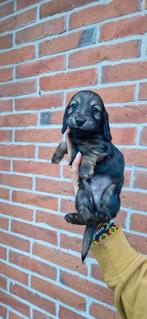 Kaninchen en dwerg/kaninchen puppy's 5okt teefjes,reutjes, Dieren en Toebehoren, Kaninchen, 8 tot 15 weken, Langhaar, CDV (hondenziekte)