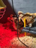 Cochin hennen te koop, Dieren en Toebehoren, Pluimvee, Vrouwelijk, Kip