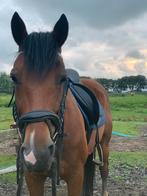 8- jarige pony inruil mogelijk, Dieren en Toebehoren, Paarden, Minder dan 160 cm, B, Ruin, 7 tot 10 jaar