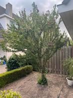 Hibiscus syriacus boom, Tuin en Terras, Planten | Bomen, Overige soorten, 250 tot 400 cm, Zomer, Ophalen