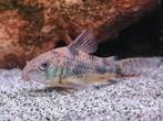 Corydoras Salt & Pepper 18 stuks, Dieren en Toebehoren, Ophalen
