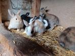 dwerg konijntjes, Dieren en Toebehoren, Konijnen, Meerdere dieren, Dwerg