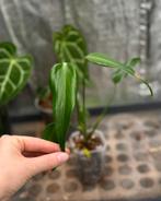 Monstera Burle Marx Flame, Ophalen of Verzenden, Halfschaduw, Minder dan 100 cm