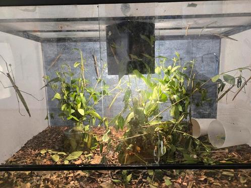 Gratis bak met wandelende takken, Dieren en Toebehoren, Reptielen en Amfibieën | Toebehoren, Zo goed als nieuw, Terrarium of Paludarium