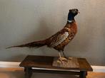 Mooie opgezette fazant, Verzamelen, Ophalen of Verzenden, Zo goed als nieuw, Vogel, Opgezet dier