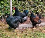 Trio Orpington groot kippen, Dieren en Toebehoren, Meerdere dieren, Kip