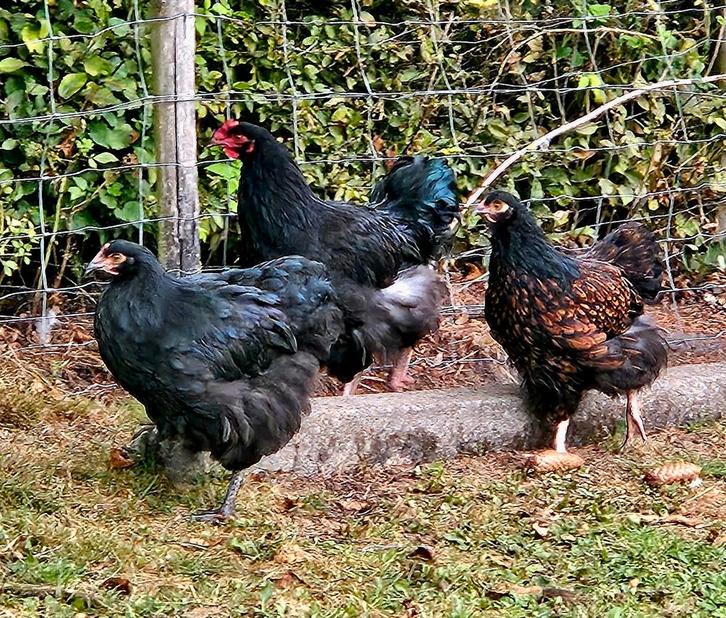 Trio Orpington groot kippen, Dieren en Toebehoren, Pluimvee, Kip, Meerdere dieren