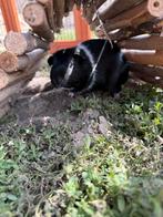Jonge cavias, Juni, Mannelijk, Cavia