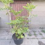 Vingerplant, Ophalen, In pot, Volle zon, Overige soorten