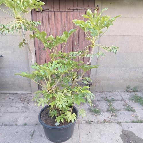 Vingerplant, Tuin en Terras, Planten | Bomen, Overige soorten, Volle zon, In pot, Ophalen