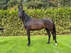 Veel sportpaarden te koop Dressuur en springen vanaf €2500,-, Dieren en Toebehoren, Paarden, ZZ, Gechipt, Ruin, Dressuurpaard