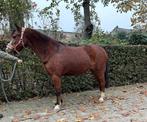 Topbrave bixiepony, Dieren en Toebehoren, Merrie, Recreatiepony