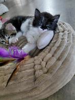 Ragdoll x laatste twee katers beschikbaar, Dieren en Toebehoren, Katten en Kittens | Raskatten | Langhaar, Meerdere dieren, Ontwormd