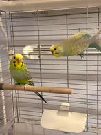 Twee Prachtige Grasparkieten uit Één Nest!, Dieren en Toebehoren, Vogels | Parkieten en Papegaaien, Meerdere dieren, Papegaai