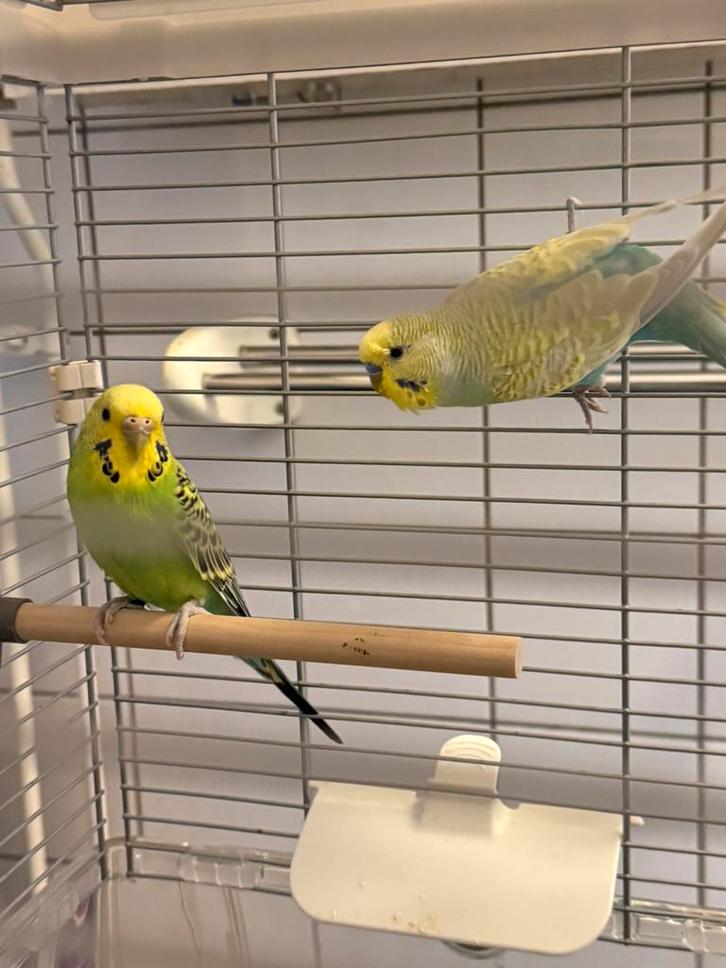 Twee Prachtige Grasparkieten uit Één Nest!, Dieren en Toebehoren, Vogels | Parkieten en Papegaaien, Papegaai, Meerdere dieren