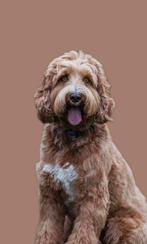 🤎 Australian Labradoodle pups 🤎, 8 tot 15 weken, CDV (hondenziekte), Meerdere, Nederland