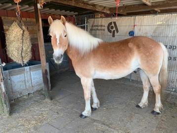 Stalling / wei gezocht voor haflinger in Schinveld beschikbaar voor biedingen