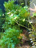 Aquarium mos levermos geschikt voor aquascapen, Dieren en Toebehoren, Vissen | Aquaria en Toebehoren, Ophalen, Zo goed als nieuw