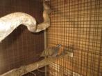 te koop bronsvleugelduif doffer, Dieren en Toebehoren, Vogels | Duiven, Mannelijk, Overige soorten