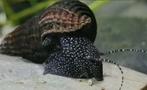 Tylomelania White rabbit Spotted snail, Slak of Weekdier, Zoetwatervis