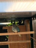 Splendid pop blauw., Dieren en Toebehoren, Vogels | Parkieten en Papegaaien, Vrouwelijk, Parkiet, Geringd