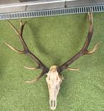 Grote hertenkop met gewei, Verzamelen, Dierenverzamelingen, Ophalen, Gebruikt, Hert, Gewei of Kop
