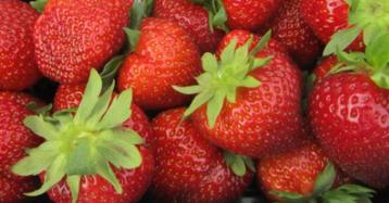 Aardbeien Amandine beschikbaar voor biedingen