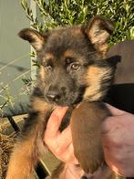 Duitse herder pup reu, 8 tot 15 weken, Meerdere, Meerdere dieren, Herder