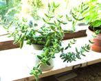 Gratis stekje Delosperma echinatum - augurkenplantje, Huis en Inrichting, Kamerplanten, Ophalen, Vetplant, Volle zon, Minder dan 100 cm