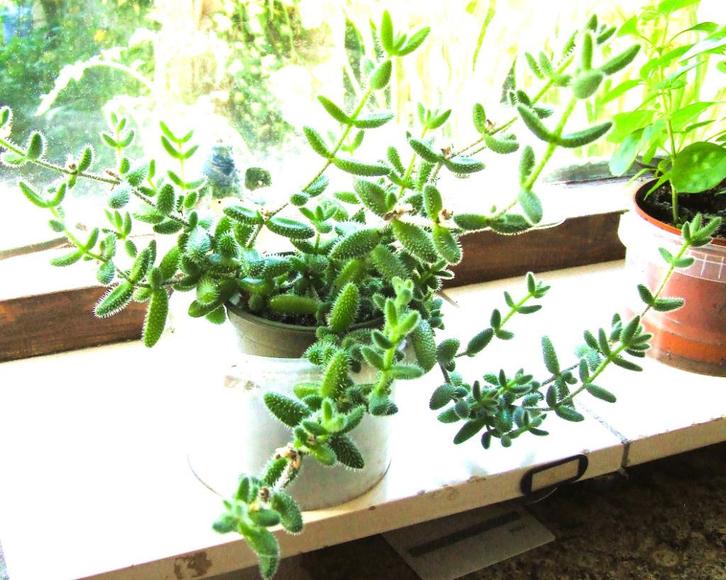 Gratis stekje Delosperma echinatum - augurkenplantje, Huis en Inrichting, Kamerplanten, Vetplant, Minder dan 100 cm, Volle zon