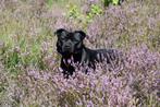 Ter dekking dekreu staffordshire bull terrier engelse staff, Dieren en Toebehoren, Honden | Jack Russells en Terriërs, Rabiës (hondsdolheid)