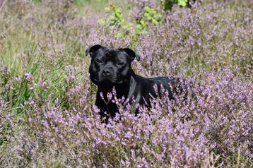 Ter dekking dekreu staffordshire bull terrier engelse staff beschikbaar voor biedingen