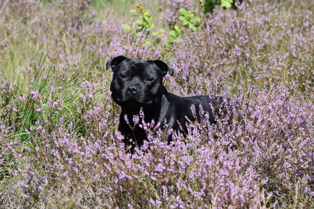 Kampioen engelse stafford ter dekking dekreu, Dieren en Toebehoren, Honden | Jack Russells en Terriërs, Reu, Overige rassen, Fokker | Hobbymatig