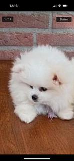 Pomeriaan mix pups te koop (2 reutjes), Dieren en Toebehoren, 8 tot 15 weken, Meerdere, Nederland, Particulier