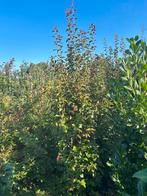 Parrotia persian spire 250 cm Mooiste zuilvorm van nederland, Ophalen, Zomer, Halfschaduw, 100 tot 250 cm