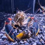 Cherax nigli, Dieren en Toebehoren, Vissen | Aquariumvissen, Vis