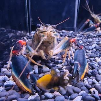 Cherax nigli, Dieren en Toebehoren, Vissen | Aquariumvissen, Vis
