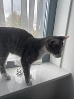 Lieve kat zoekt nieuwe huisje, Dieren en Toebehoren, Katten en Kittens | Overige Katten, Meerdere dieren