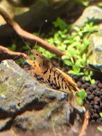 Laatste 4 Tijger Garnalen (Caridina mariae), Kreeft, Krab of Garnaal, Zoetwatervis, Schoolvis