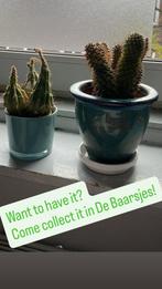 Cactussen ophalen in De Baarsjes!, Volle zon, Vaste plant, Bloeit niet, Ophalen