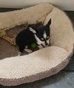 chihuahua pups, Dieren en Toebehoren, België, Fokker | Hobbymatig, Rabiës (hondsdolheid), Reu