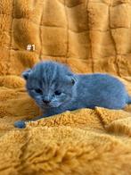 Britse korthaar scottischfold kittens, Kater, Ontwormd